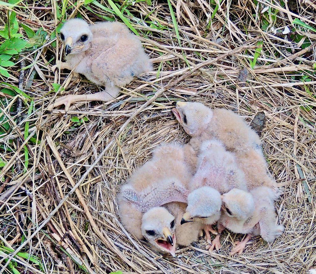 Northern Harrier Hawk babies in nest - June 29 by Robert Pruner is licensed under CC BY-NC-ND 2.0.